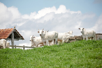 Obraz premium Rebanho de gado branco reunido no pasto verde sob céu aberto, retratando a força da pecuária e a tranquilidade do campo brasileiro.