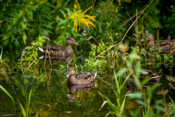 Obraz premium Selective focus photo. Mallard duck in the river.