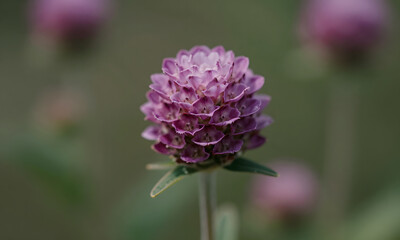 Obraz premium A Cluster of Purple Flowers