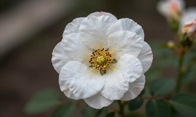 Obraz premium Pure White Rose