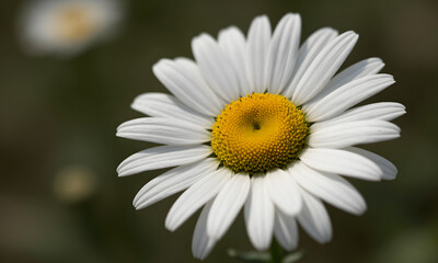 Fototapeta premium A Simple Daisys Solitude