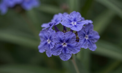 Blue Bellflowers in a Garden