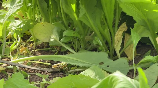 A farmer bends low while cutting Brassica juncea leaves in a cultivated plot, surrounded by thick green growth and working close to the soil. Leafy greens farming.
