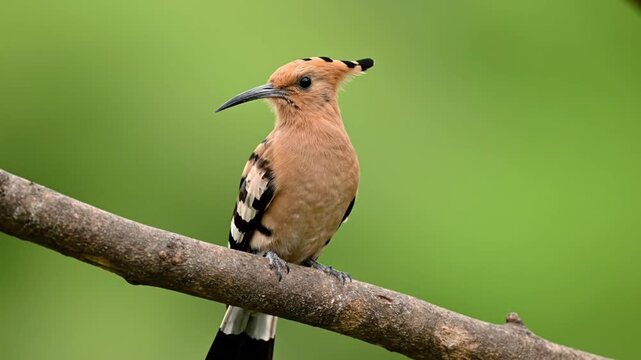 Eurasian Hoopoe bird perched gracefully on a tree branch with crest partially raised, showcasing cinnamon‑colored body, long curved beak, and striking black‑and‑white striped wings 