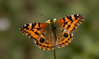 Obraz premium Brightly Colored Butterfly with Spots