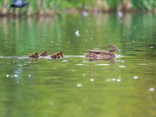 Fototapeta premium A family of ducks, a duck and its little ducklings are swimming in the water. The duck takes care of its newborn ducklings. Mallard, lat. Anas platyrhynchos