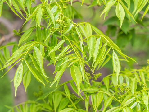 Bright green Leaves of the Amur velvet, or Amur cork tree, lat. Phellodendron amurense