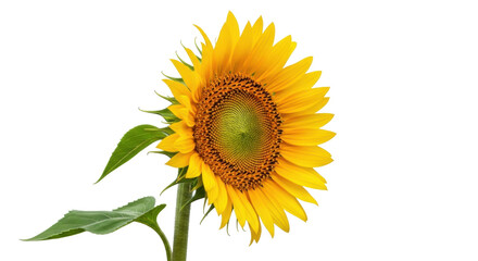Obraz premium Bright yellow sunflower PNG isolated on transparent background, vibrant summer flower with green leaves for design projects and decoration