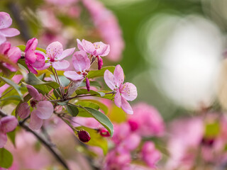 Obraz premium Fresh pink flowers of a blossoming apple tree with blured background