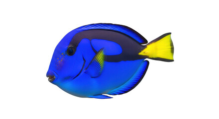 Vibrant blue tang fish isolated PNG, a colorful tropical reef fish with yellow tail on transparent...