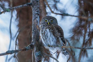 Eurasian pygmy owl (Glaucidium passerinum)