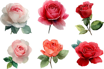 Fototapeta premium set of roses isolated on white