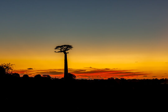 Madagar,  Baobabs at sunset. Near the location of Morondava.