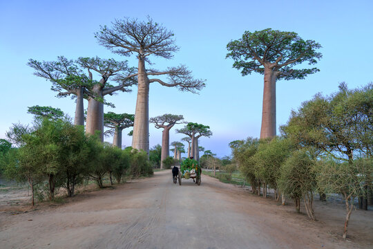 Madagascar. Avenue of the Baobabs at dawn..
Near the location of Morondava.