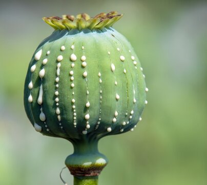 opium poppy head papaver somniferum hashish morphine