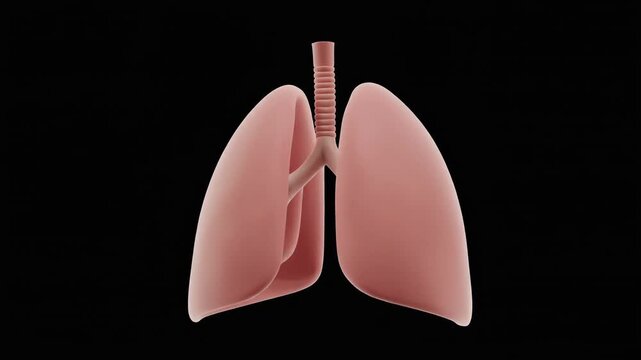 3d model of human lungs rotating on alpha channel background in seamless loop. 