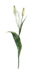 Fototapeta premium Handpainted Watercolor White Easter Lily Flowers. Botanical illustration. Isolated on a transparent background