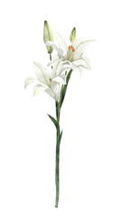Obraz premium Handpainted Watercolor White Easter Lily Flowers. Botanical illustration. Isolated on a transparent background