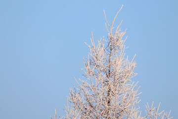 Beautiful conifer larch tree fully covered in thick white rime frost against blue sky, majestic frozen tree in winter nature, hoarfrost landscape