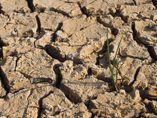 Fototapeta premium Summer environment, the soil is dry and cracked, revealing debris such as twigs, trees, and other items buried in the soil.