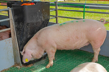 Automated Pig Feeder Device at Modern Animal Farm System