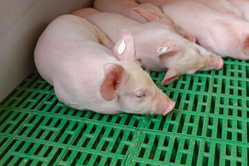 Little Piglets at Green Plastic Floor Modern Animal Farm