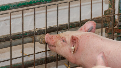 Piglet Drinking Water from Pipe Valve at Animal Farm