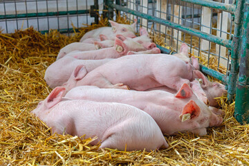 Piglets Keeping Warm Together Sleeping in Enclosure at Animal Farm