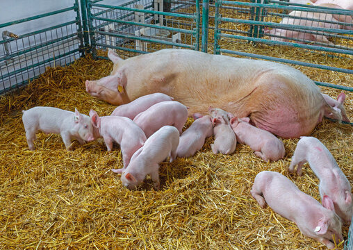 Piglets Together With Sow in Enclosure at Pigs Farm