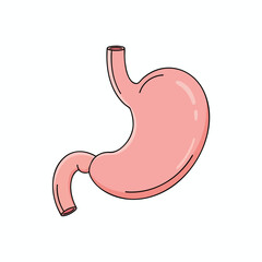 Human Stomach Anatomy Illustration