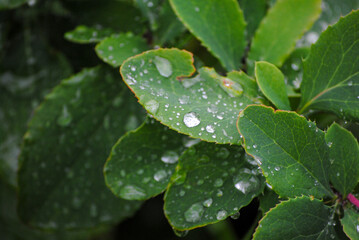 The photograph features vibrant green barberry leaves in close-up, adorned with glistening raindrops on a cloudy summer day.