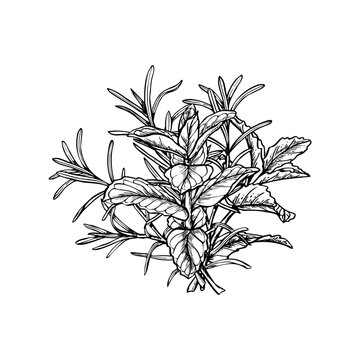 Rosemary and mint bouquet vector illustration painted by black inks. Aromatic fresh herbs etching drawing. Fragrant lavender and peppermint plant for spa products, cooking blogs, wedding decor
