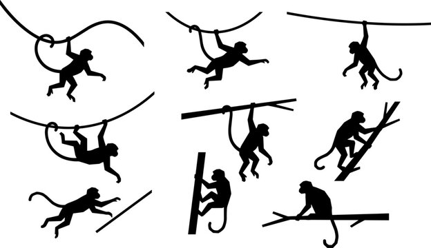 Black monkey silhouette illustration set showing primate movement behaviors including swinging, climbing, hanging, jumping, and walking along jungle branches