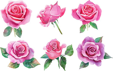Fototapeta premium set of roses vector illustration