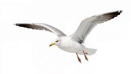 Obraz premium A majestic seagull soars through the air wings outstretched showcasing its elegant flight high quality professional
