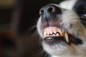 Dangerous angry dog. Aggressive puppy dog border collie baring teeth fangs looking aggressive dangerous. Guardian growling scary dog ready for attack. Pet infected by rabies.. © Юлия Завалишина