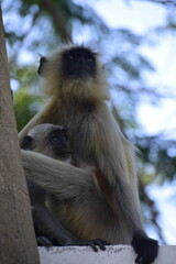 Obraz premium Female Primate monkey feeding baby primate langur monkey 