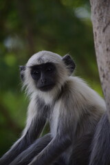 Obraz premium Close up of Langur Monkey which is called primate monkey or leaf eating monkey