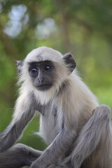 Obraz premium Close up of Langur Monkey which is called primate monkey or leaf eating monkey