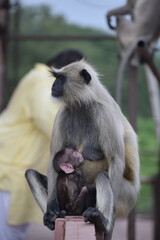 Obraz premium Mother Langur feeding her baby langur sitting on a wall of historic monument