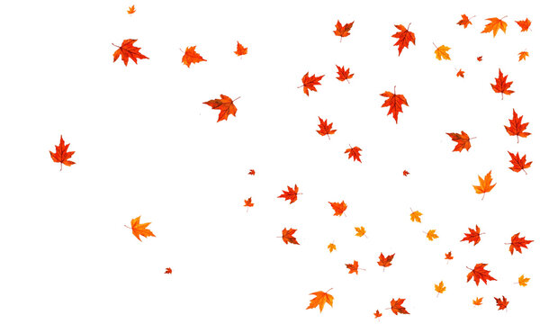 autumn leaves flying or floating isolated on transparent background. autumn leaves blown by the wind