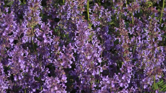 Blooming Caucasus Catmint (Nepeta grandiflora) with vibrant purple-blue flower spikes sways gently in sunlit garden bed. Close-up view with shallow depth captures full bloom clusters. 