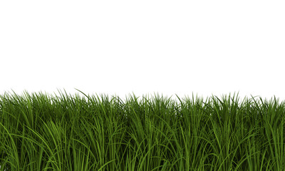 Dense Patch of Vibrant Green Grass on White Background