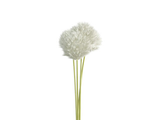 Three White Dandelion Seed Heads on Green Stems