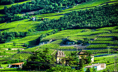 Obraz premium Agricultural landscape view of Trentino-South Tyrol, Italy