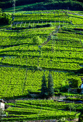 Obraz premium Agricultural landscape view of Trentino-South Tyrol, Italy