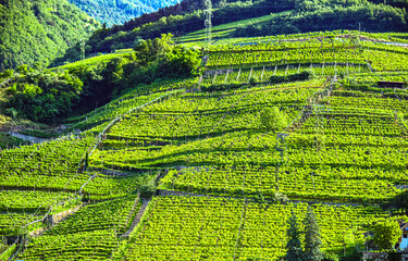 Fototapeta premium Agricultural landscape view of Trentino-South Tyrol, Italy