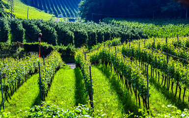 Fototapeta premium Agricultural landscape view of Trentino-South Tyrol, Italy