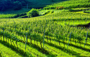 Fototapeta premium Agricultural landscape view of Trentino-South Tyrol, Italy