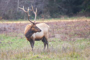 Fototapeta premium A majestic Roosevelt elk bull standing in a grassy meadow at Prairie Creek Redwoods State Park, California, showcasing its large antlers in a natural habitat.